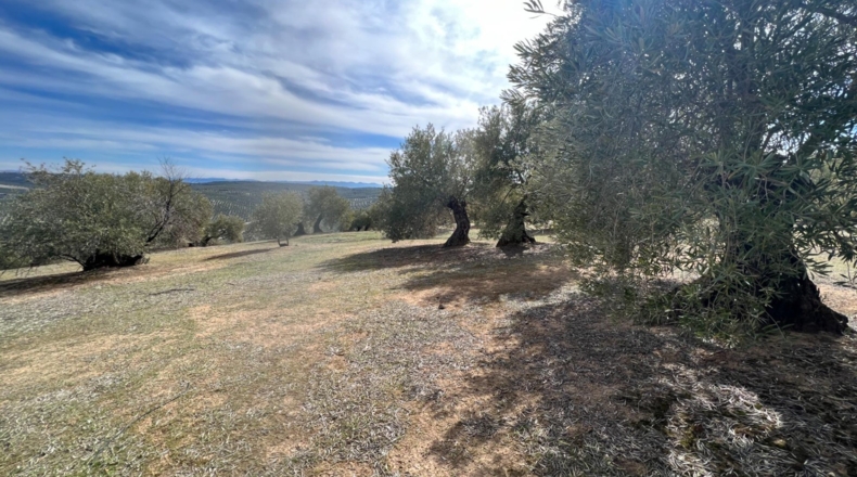 Jaén - Úbeda - 96661m2