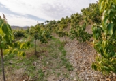 Земля, подлежащая урбанизации на продажу у города Vélez-Málaga Фото