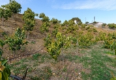 Земля, подлежащая урбанизации на продажу у города Vélez-Málaga Фото