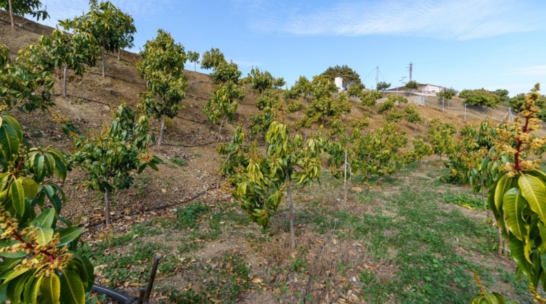 Málaga - Vélez-Málaga - 19000m2