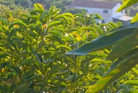 Foto 9