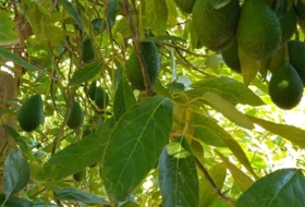 Foto 14