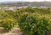 Земля на продажу у города Vélez-Málaga Фото