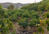 Terreno no urbanizable en venta en la Arroyo Moneda, Vélez-Málaga, ref: TR72629 foto