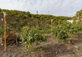 Terreno no urbanizable en venta en la Arroyo Moneda, Vélez-Málaga, ref: TR72629 foto