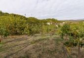 Terreno no urbanizable en venta en la Arroyo Moneda, Vélez-Málaga, ref: TR72629 foto