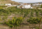 Terreno no urbanizable en venta en la Arroyo Moneda, Vélez-Málaga, ref: TR72629 foto