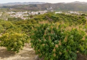 Terreno no urbanizable en venta en la Arroyo Moneda, Vélez-Málaga, ref: TR72629 foto