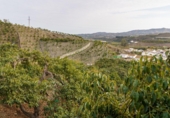 Terreno no urbanizable en venta en la Arroyo Moneda, Vélez-Málaga, ref: TR72629 foto