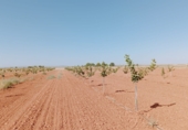 Land suitable for development for sale on CR-6031, Membrilla, ref: TR89784 photo