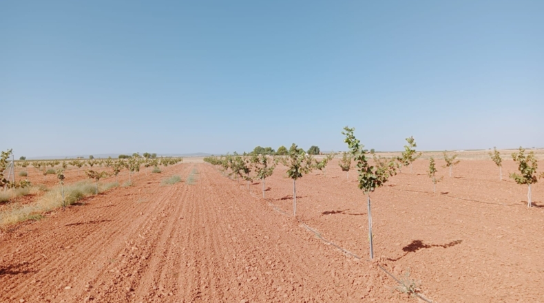 Ciudad Real - Membrilla - 18200m2