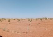 Land suitable for development for sale on CR-6031, Membrilla, ref: TR89784 photo