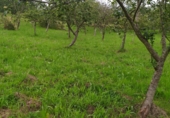 Parcel·la urbanitzable en venda a la Pañeda-Nueva, Pañeda Nueva, ref.: TR89812 foto
