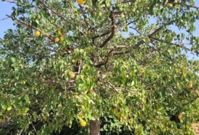 Foto 8