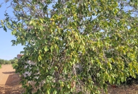 Foto 9