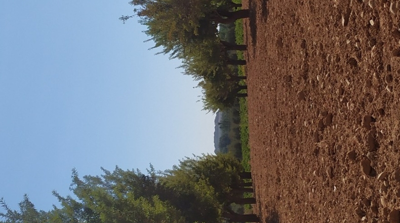 Albacete - Fuensanta - 9300m2