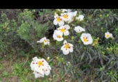 Urban land for sale on Avenida de Portugal, Villasbuenas de Gata, ref: TR90063 photo