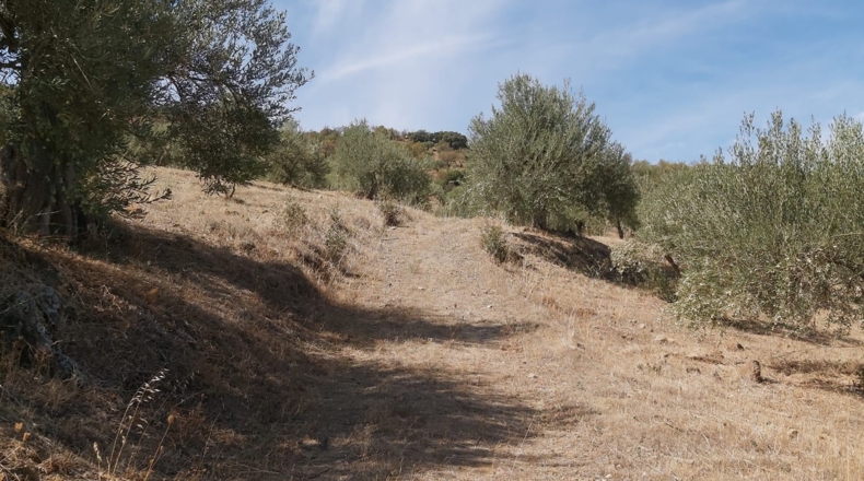 Málaga - Guaro - 5545m2