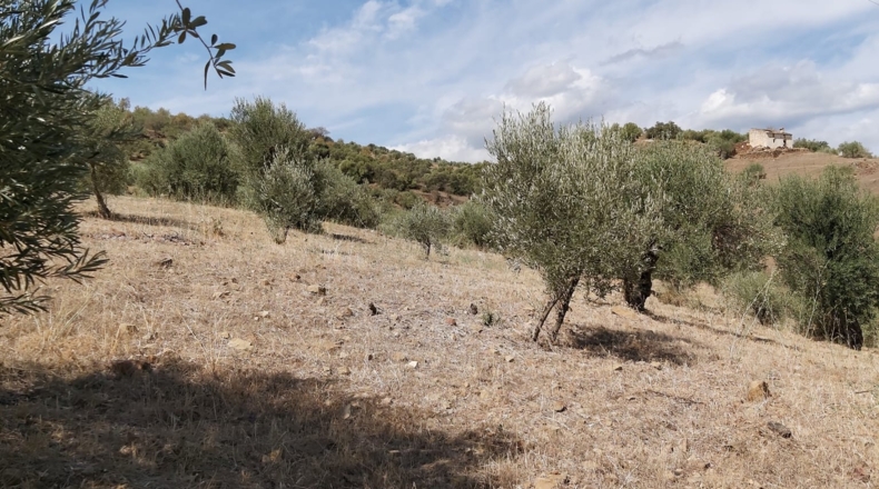 Málaga - Guaro - 5545m2