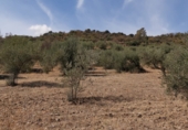 Земля на продажу у города Guaro Фото
