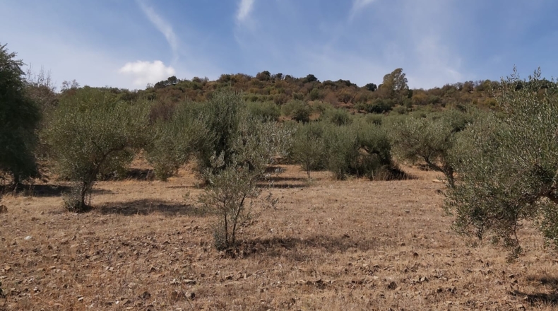 Málaga - Guaro - 5545m2