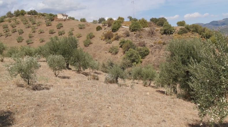 Málaga - Guaro - 5545m2