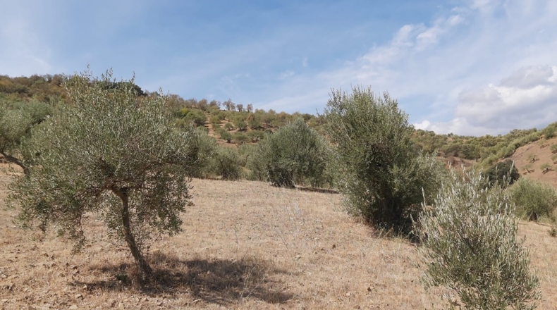 Málaga - Guaro - 5545m2