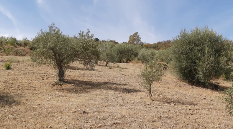 Málaga - Guaro - 5545m2