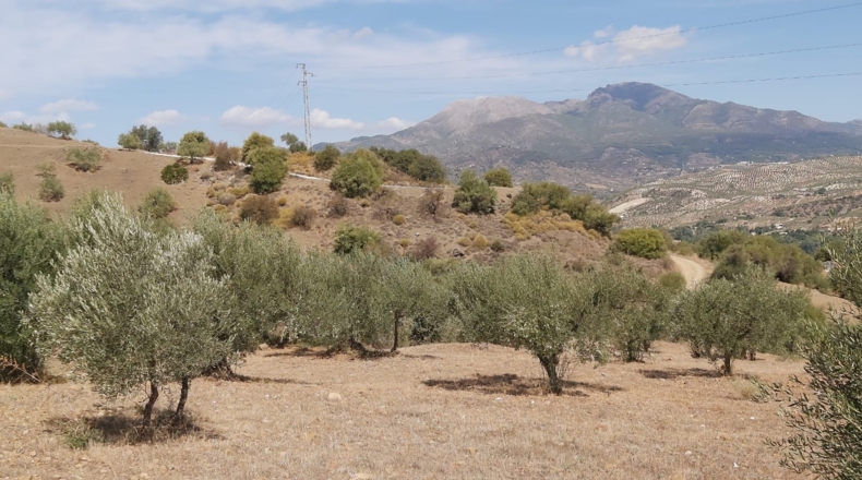 Málaga - Guaro - 5545m2