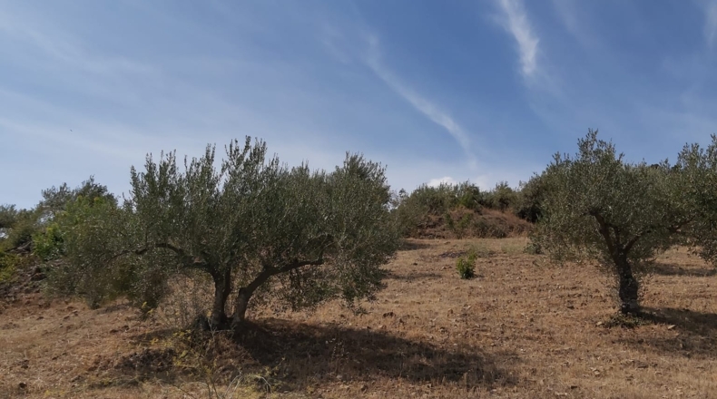 Málaga - Guaro - 5545m2
