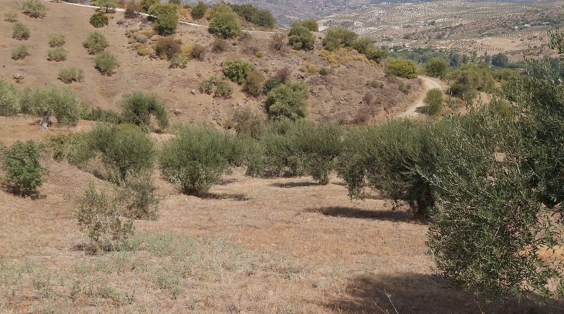 Málaga - Guaro - 5545m2