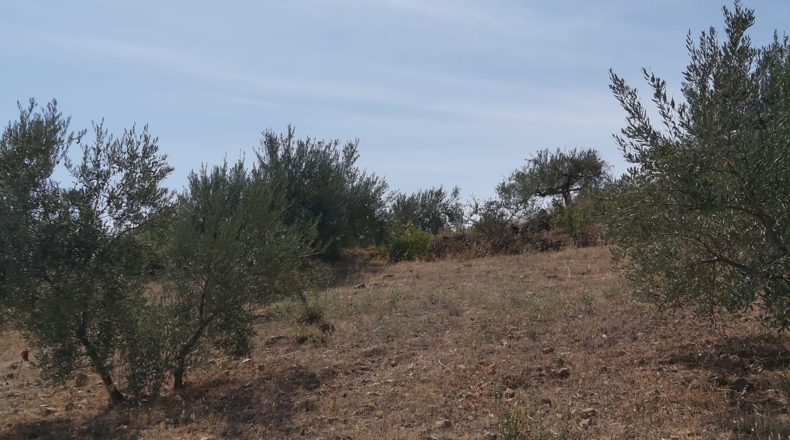 Málaga - Guaro - 5545m2