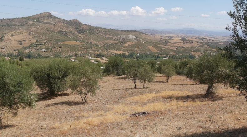 Málaga - Guaro - 5545m2