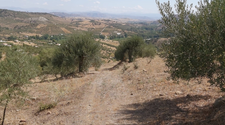 Málaga - Guaro - 5545m2