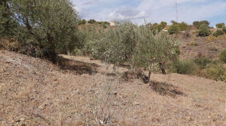 Málaga - Guaro - 5545m2