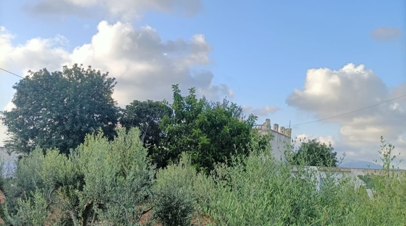 Castellón - Vinaroz - 22000m2