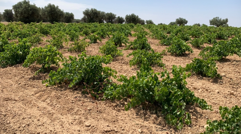 Comunidad de Madrid - Chinchón - 5100m2