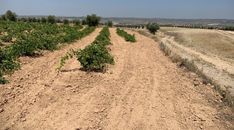 Comunidad de Madrid - Chinchón - 5100m2
