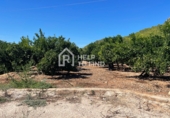 Terreny no urbanitzable en venda a la Cami Portell, Palma de Gandia, ref.: TR90066 foto