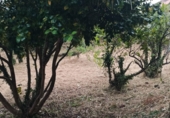 Land suitable for development for sale on Encoirados, O Vao, ref: TR90081 photo