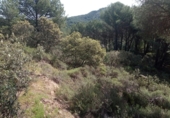 Non-developable land for sale on CO-6410 / GR 48, Villaharta, ref: TR90634 photo