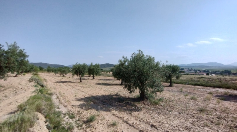 Alicante - Pinoso - 3000m2