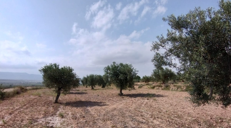 Alicante - Pinoso - 3000m2