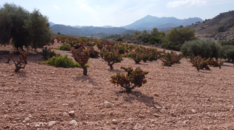 Múrcia - Balonga - 40000m2