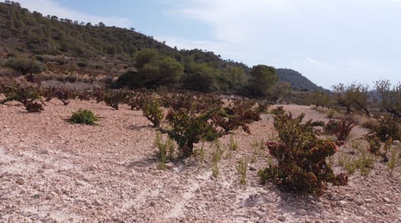 Múrcia - Balonga - 40000m2