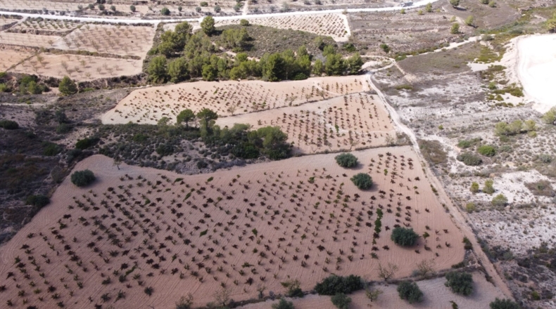Múrcia - Balonga - 40000m2