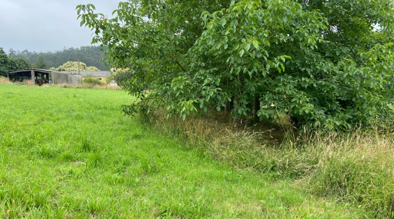 Asturias - Berbesa - 10000m2