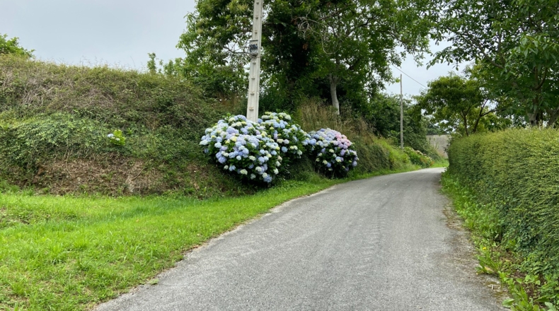 Asturias - Berbesa - 10000m2