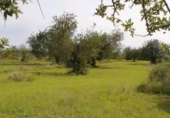 Parcela urbanizable en venta en la Camí de les Foies, Benicarló, ref: TR90846 foto