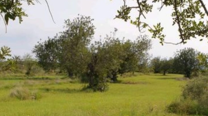 Castellón - Benicarló - 27000m2